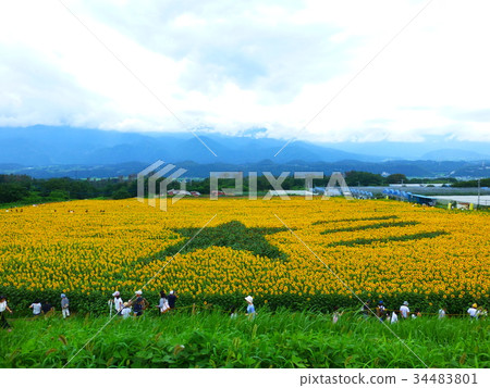 Akeno向日葵節 Akeno向日葵節 34483801