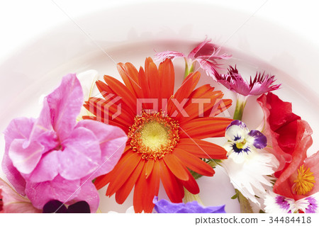 Edible Flower 34484418