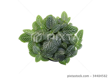 Isolated Nerve plant Isolated Nerve plant 34484582