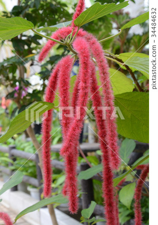  Beni-Hino-ki, Red String Tree 34484632