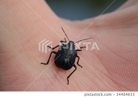 Rurikuchibububutsu / Ruriguchi厚龜 Rurikuchibububutsu / Ruriguchi厚龜 34484633