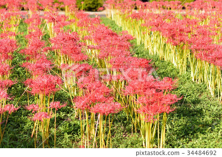 群集孤挺花 34484692