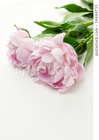 Peach colored peony Peach colored peony 34484733