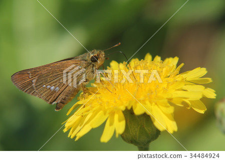 在蝴蝶的用餐期間 34484924