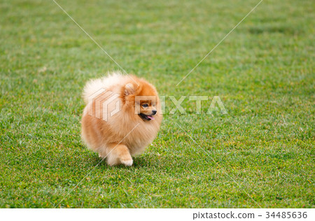 spitz dog running in the meadow spitz dog running in the meadow 34485636