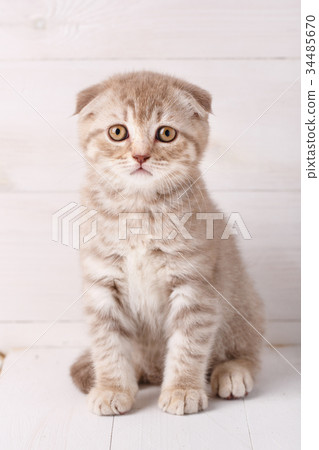 Scottish fold cat portrait. Scottish fold cat portrait. 34485670