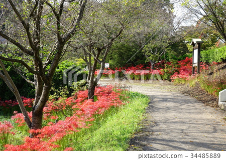 Cluster amaryllis of Tatebayashi Tsutsujigaoka second park Cluster amaryllis of Tatebayashi Tsutsujigaoka second park 34485889
