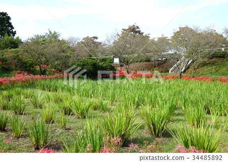 Tatebayashi Tsutsujigaoka第二公園的群集孤挺花 Tatebayashi Tsutsujigaoka第二公園的群集孤挺花 34485892