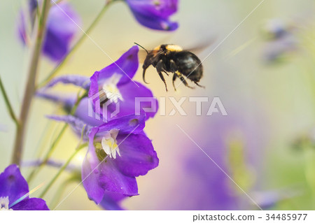 A macro shot of a bumblebee 34485977