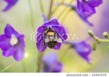 A macro shot of a bumblebee 34485978