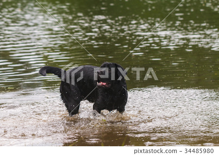 big black dog labrador big black dog labrador 34485980