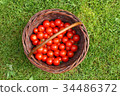 Group of organic tomatoes in a basket. 34486372