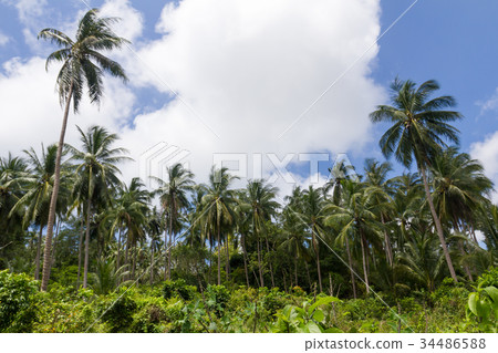 Coconut palm trees 34486588