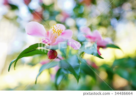 粉紅色的山茶花 34486664