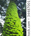 常春藤在公園覆蓋樹木 34487001