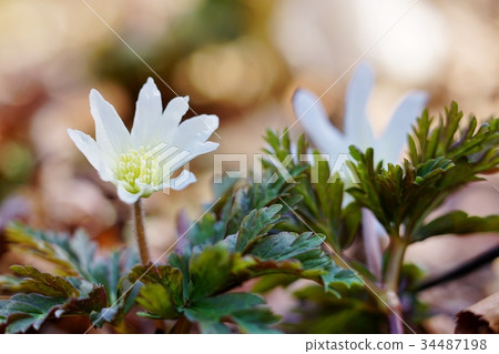 海葵pseudoaltaica 34487198