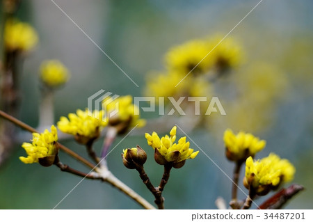 三水之芽 34487201