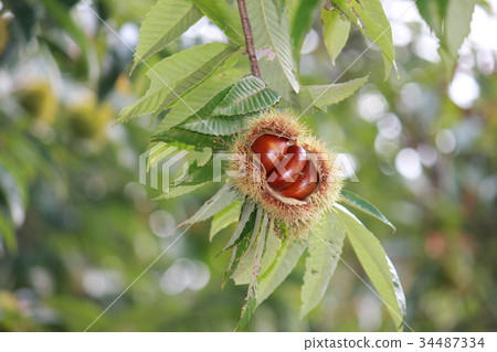 板栗栗子奶油* Maron▲* 34487334