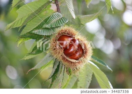 板栗栗子奶油* Maron▲* 34487336