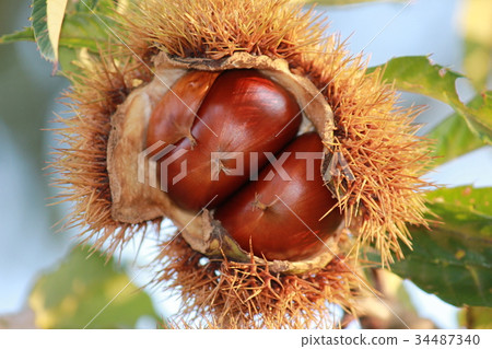 Chestnut chestnut cream * Maron ▲ * Chestnut chestnut cream * Maron ▲ * 34487340