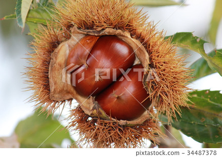 Chestnut chestnut cream * Maron ▲ * 34487378