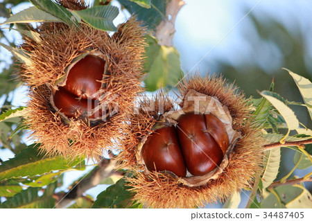 板栗栗子奶油* Maron▲* 34487405