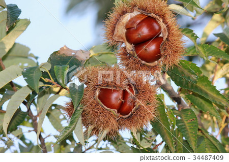 Chestnut chestnut cream * Maron ▲ * 34487409