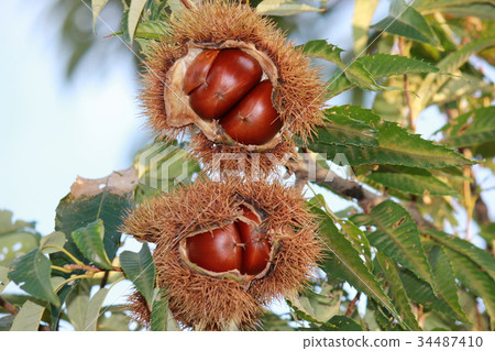 板栗栗子奶油* Maron▲* 板栗栗子奶油* Maron▲* 34487410