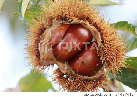 板栗栗子奶油* Maron▲* 34487412