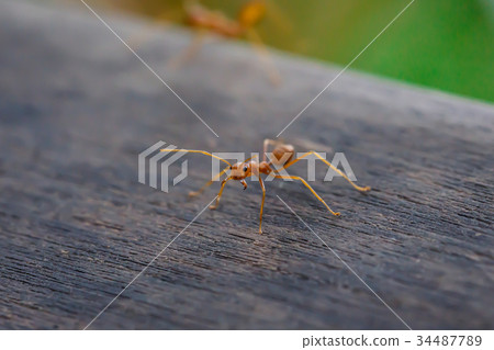 Ant standing on wooden floor 34487789