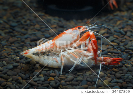 Pracamberus Clarkii Ghost Pracamberus Clarkii Ghost 34487809