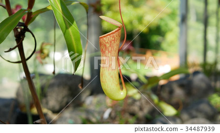 Ugubon Kuzura 34487939