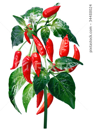 Aji Brazilian Bonanza pepper, paths 34488024
