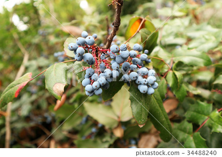 Mahonia aquifolium blue berries 34488240