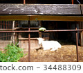 The Boar of Dawn 34488309