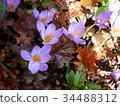 Crocus 34488312