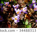 Crocus 34488313