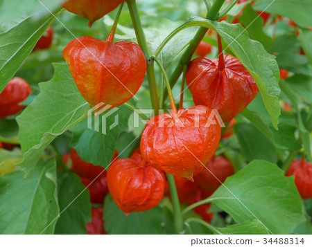 茄科 34488314