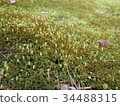 Moss carpet 34488315