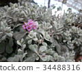 Greenhouse flowers 34488316