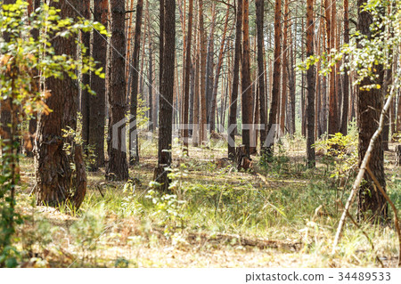 tree trunks in the forest tree trunks in the forest 34489533