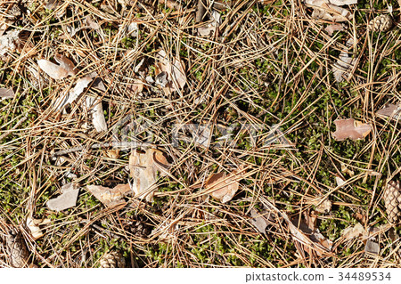 fallen pine needles on the ground fallen pine needles on the ground 34489534