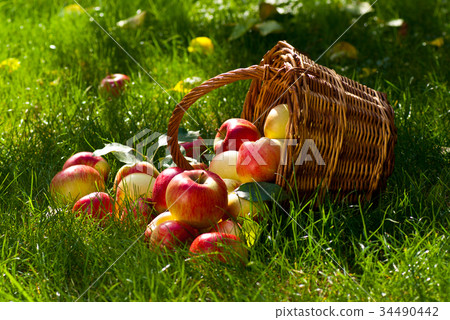 Red Apples with Wicket Basket in the Grass Red Apples with Wicket Basket in the Grass 34490442