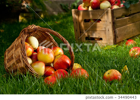 Red Apples with Wicket Basket in the Grass Red Apples with Wicket Basket in the Grass 34490443