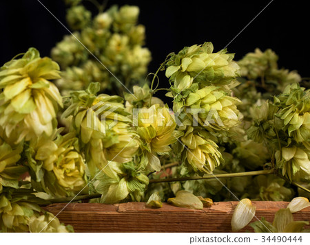 Detail of Dry Hop Cones on teh Dark Background. 34490444