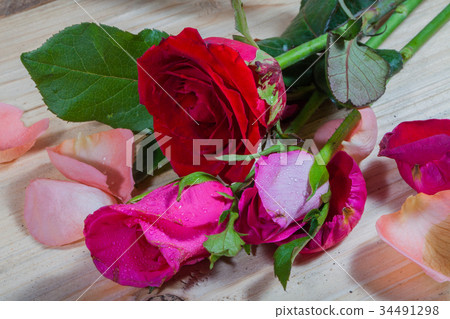 drops of water stick on rose petal drops of water stick on rose petal 34491298