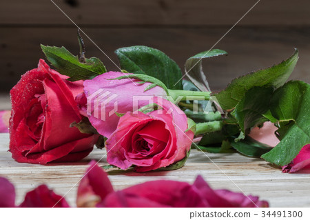 drops of water stick on rose petal drops of water stick on rose petal 34491300