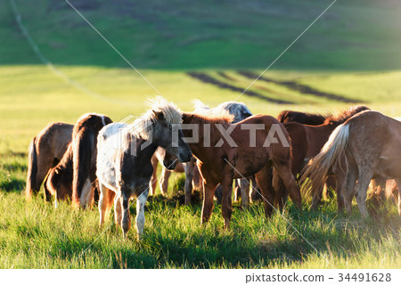 Herd of icelandic horses 34491628