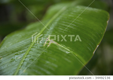tropical leaves texture background tropical leaves texture background 34492136