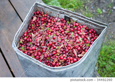 Cranberry in the vessel is red with moss 34492260